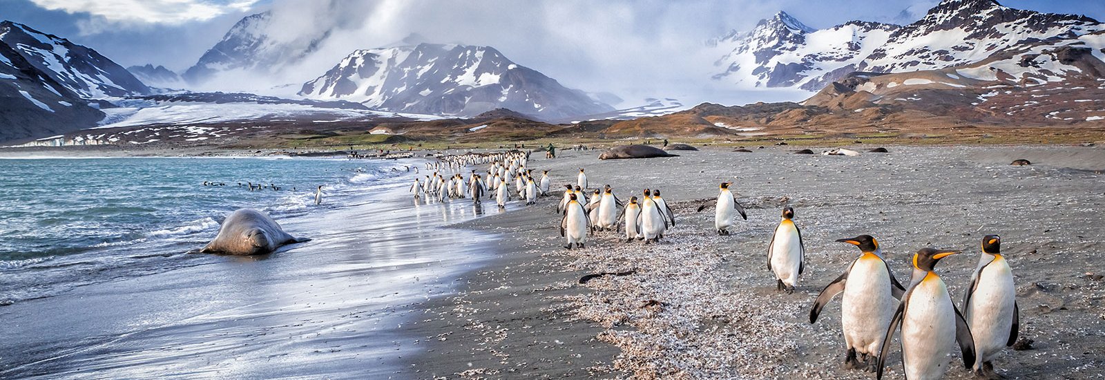 Falklands, South Georgia &amp; Antarctica | Sea Spirit