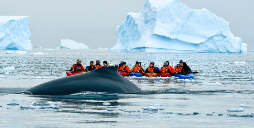 Antarctic Whale Season 11D - Day 7 & 8