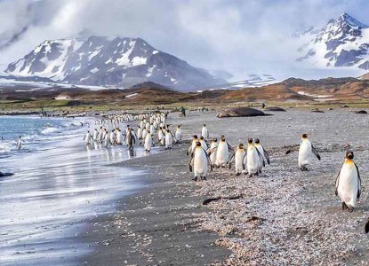  South-Georgia-Colony-HERO 