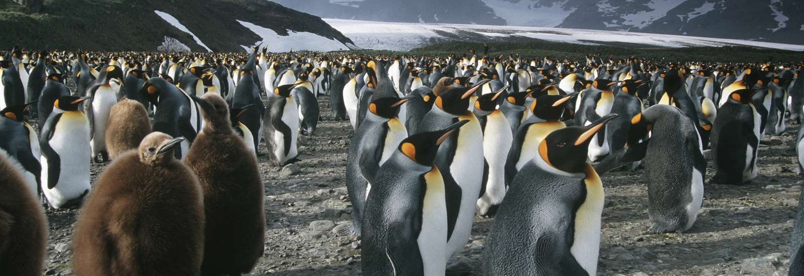 Falklands &amp; South Georgia | Sea Spirit