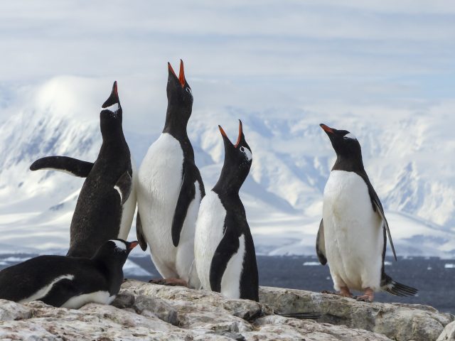 A group of happy penguins in Antarctica. 