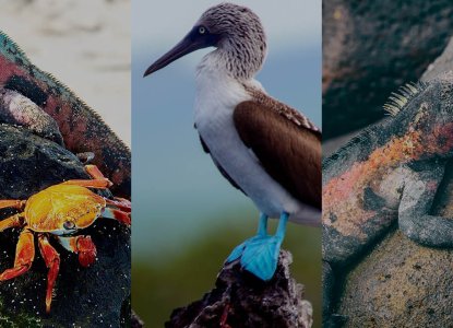 Galapagos Islands