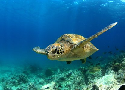  SEAMAN_JOURNEY_950x530 