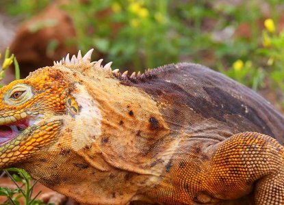 Land Iguana in the Galapagos Islands ) 
