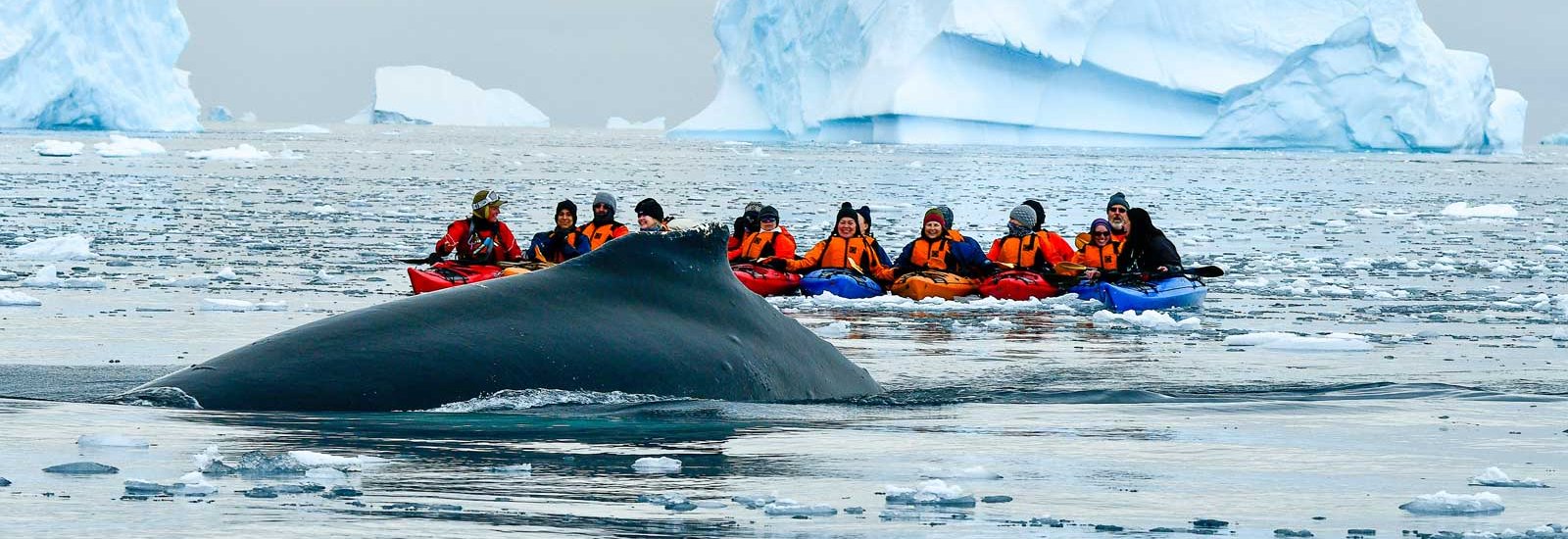 Whale Season In Antarctica 25/26 | Seaventure