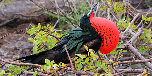 Tijereta Hill & Departure