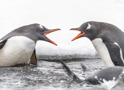  Gentoo%20Penguins%20hero_0 