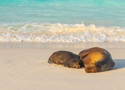 Galapagos Islands Sea Lions on beach) 