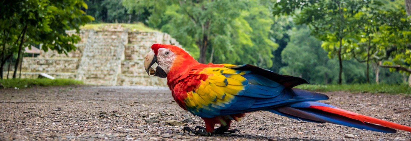 Copan Honduras Extension