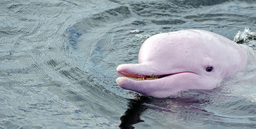 Pacaya Samiria National Reserve