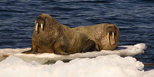 Northwest Spitzbergen - Days 2 & 3