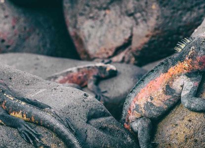Galapagos Islands Iguanas and Crabs on rocks) 