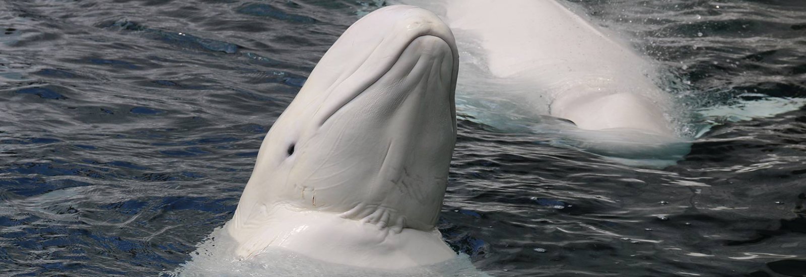 shutterstock_1394133827