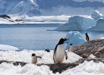 Gentoo penguin group on melting ground in Antarctica with iceberg in snowy background) 