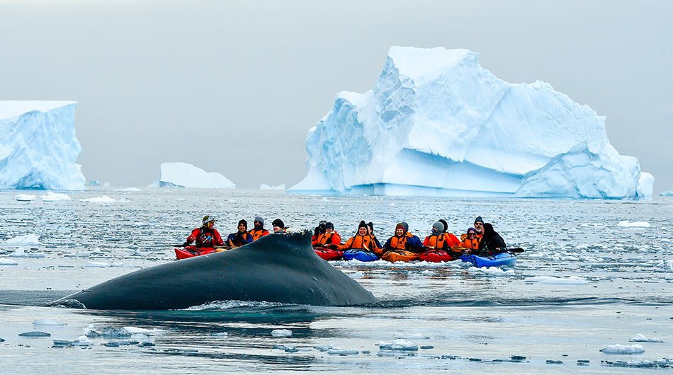 kayak with whale in Antarctica