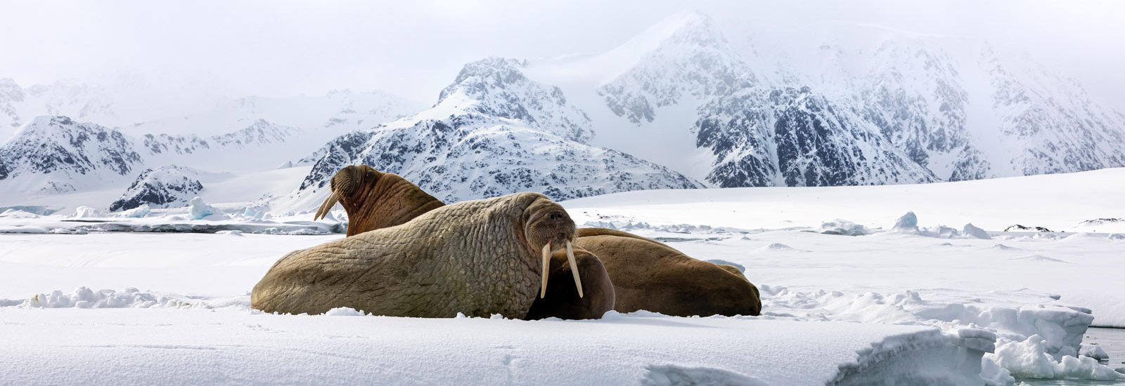 North Spitsbergen Explorer | Hondius