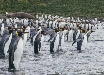  QUARK_King-Penguin-colony_Falkland-Islands_DavidMerron_HERO 