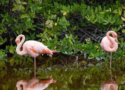 Two Galapagos flamingos in the water) 