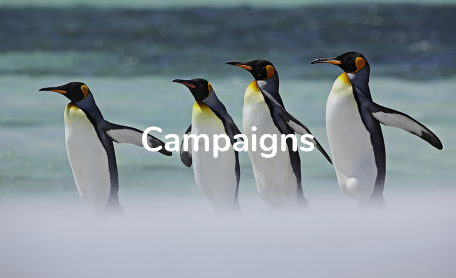  MDB_campaigns 