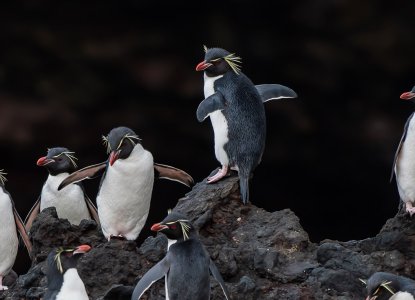  NZ_Campbell-Island_Rockopper-Penguins-hero