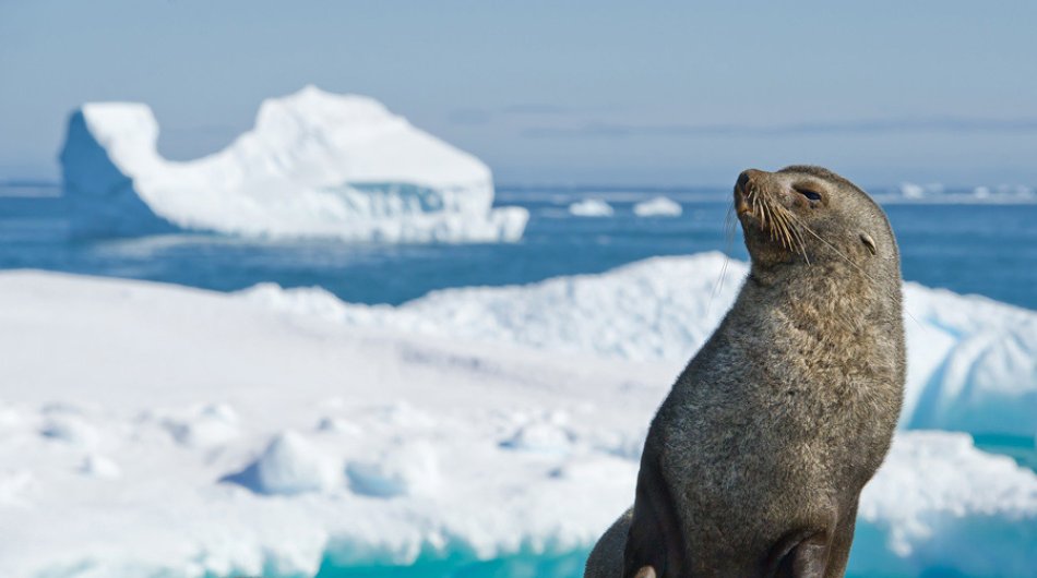 Antarctica_Antarctic-Fur-Seal-with-iceberg-background-gallery