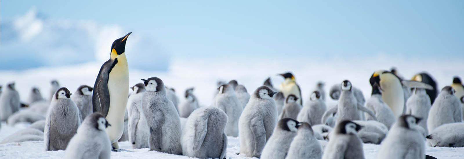 Early Emperors | White Desert