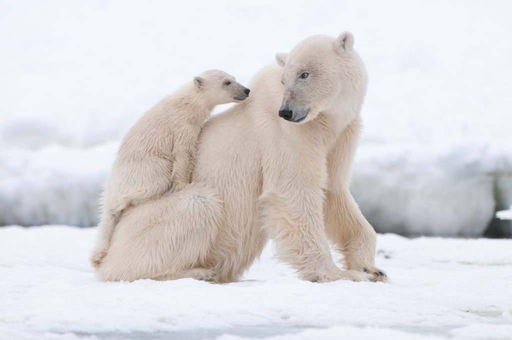 Large mammals like the polar bear are found in the Arctic