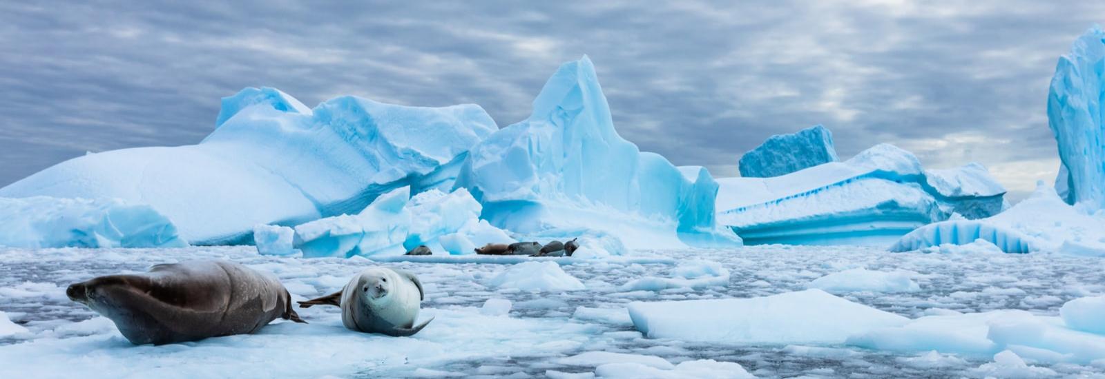 Across the Antarctic Circle: Punta Arenas to Ushuaia | Sylvia Earle