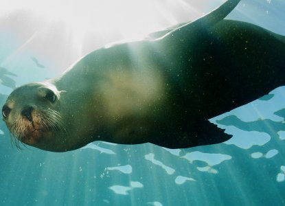 Seal coming to you underwater) 