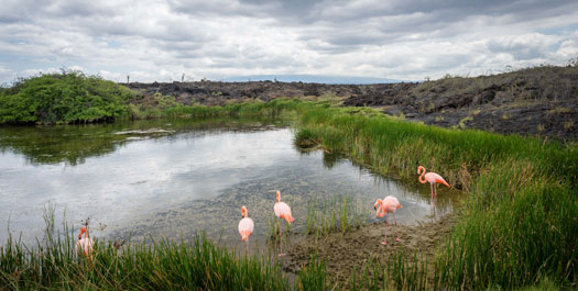 Moreno point and Tagus Cove