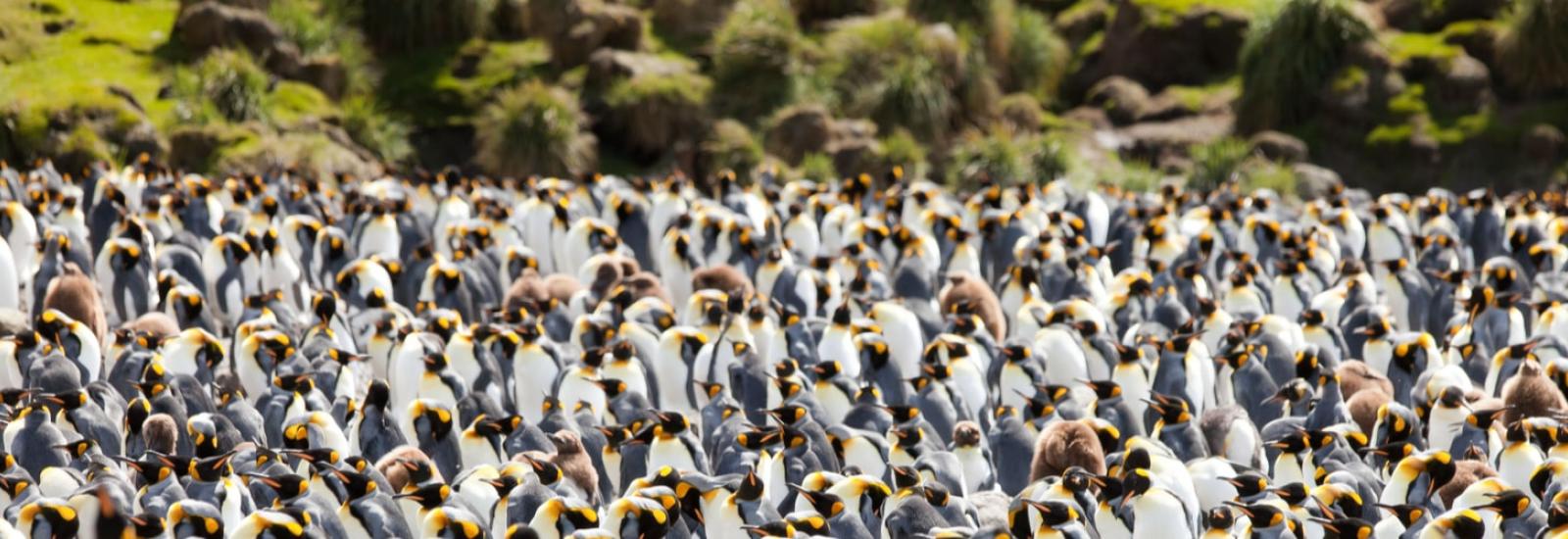 Galapagos of the Southern Ocean | Heritage Adventurer