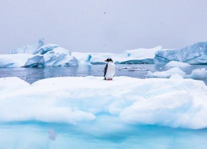 solo Gentoo Penguin on a floating iceberg in Antarctica) 