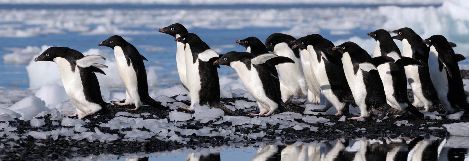 Antarctic Peninsula: An Explorer's Expedition | Ocean Albatros