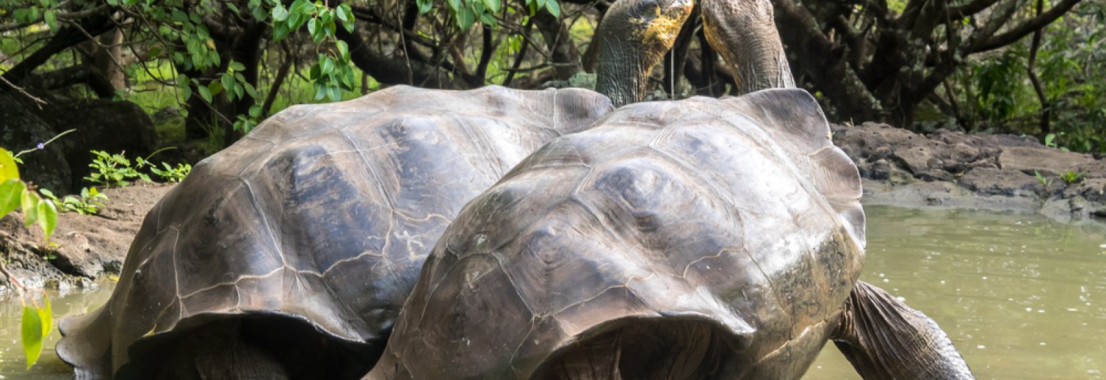 shutterstock_249257242