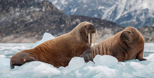 Tallurutiup Imanga (Lancaster Sound) - Day 2 & 3