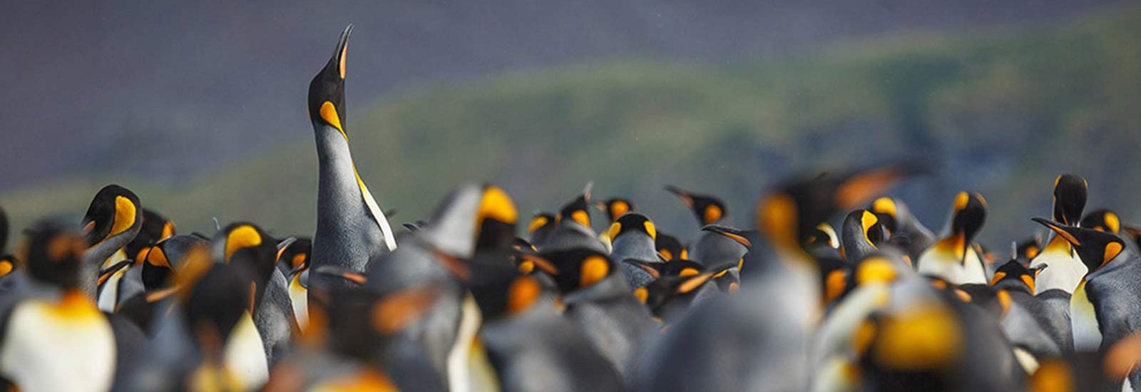 Penguin Safari: South Georgia &amp; Antarctica | World Explorer