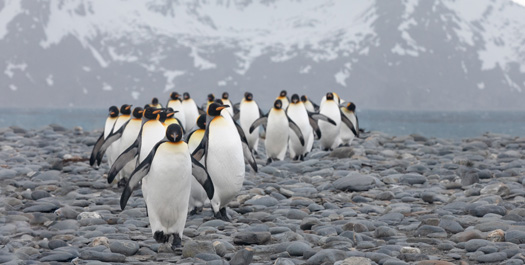 South Georgia - Day 8 to 11