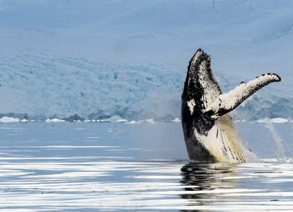 Humpback Whale vertical breaching in antarctica waters) 