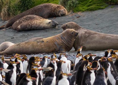  Macquarie-Island_Elephant-Seals_Rockhopper-Penguins-hero 