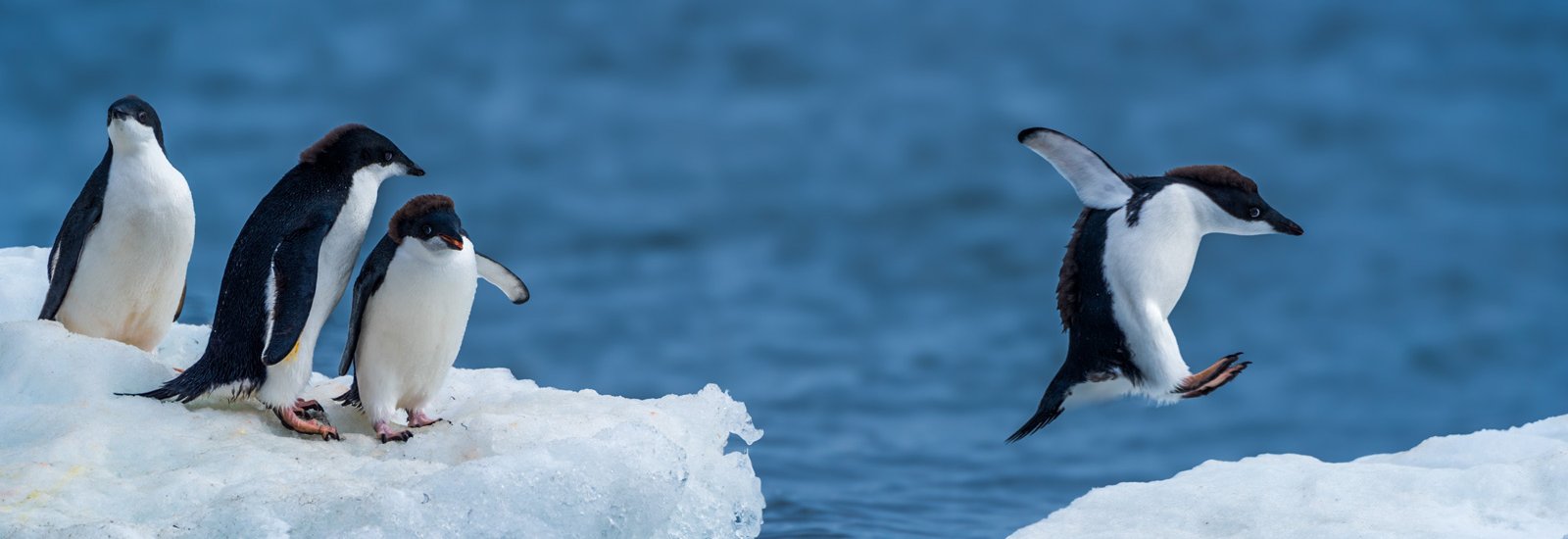 Antarctic Express:  Fly South, Cruise North | World Voyager