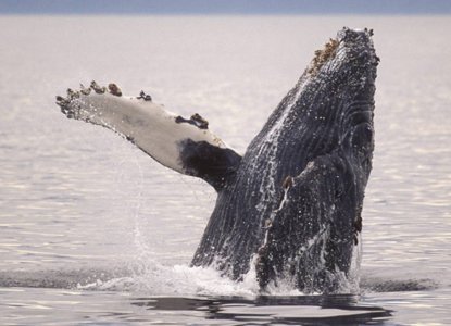 How to Get Involved With Citizen Science Programs in Antarctica