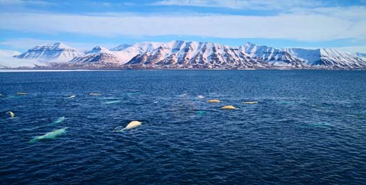 Svalbard - Day 3 to 5