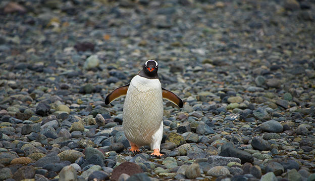 A gentoo penguin waddles across rocks in Antarctica