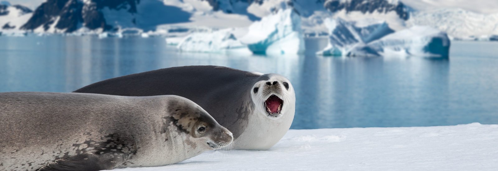 Antarctic Marine Mammals: World of Whales &amp; Seals | World Voyager