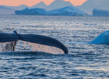 Whale Tail next to iceberg) 