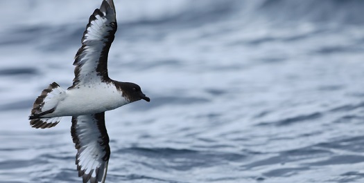 At Sea towards South Georgia