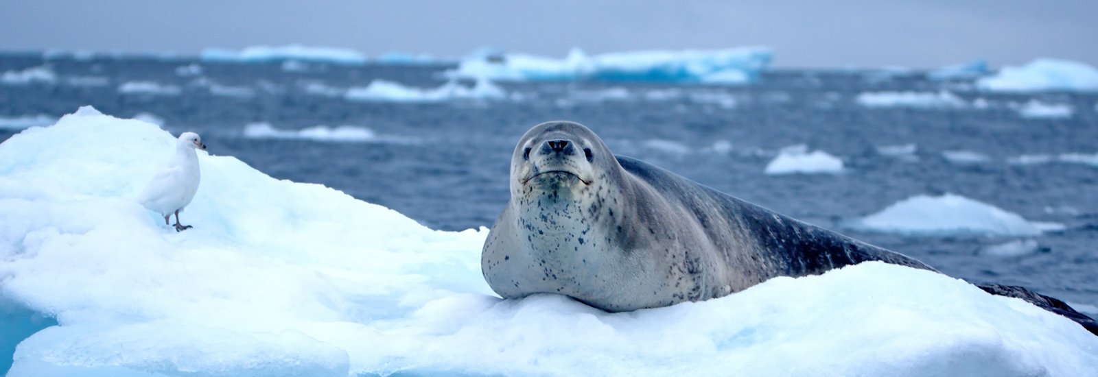 Best of Antarctica: Pristine Wilderness | Ocean Nova