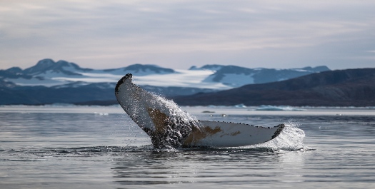 Qausuittuq (Resolute), Canada