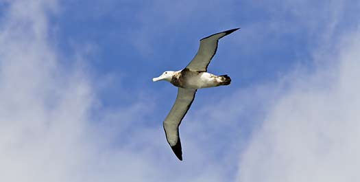 At Sea Falklands Islands - Day 17 to 19