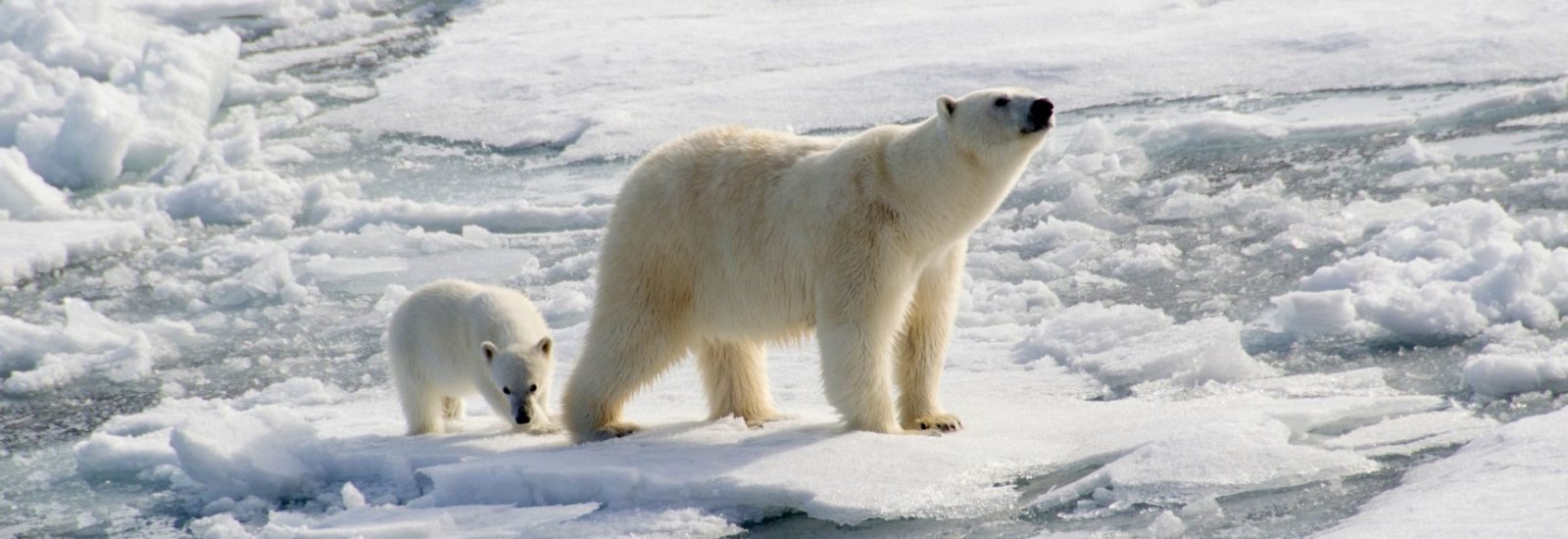 Polar_bear_shutterstock_107082284-1723x1080